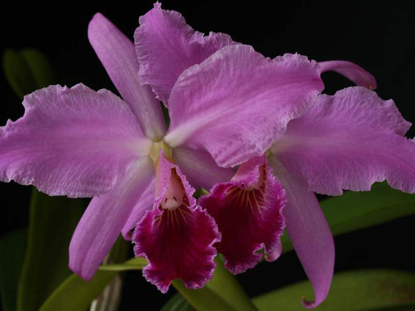 Cattleya labiata Cattleya labiata