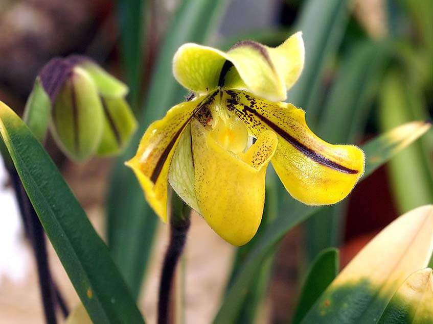 Paphiopedilum druryi Paphiopedilum druryi