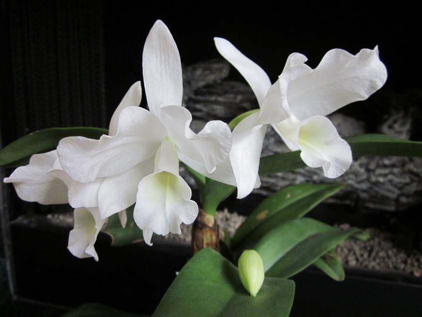 fehér Cattleya fehér Cattleya