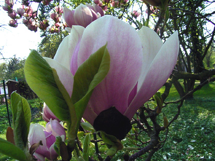 Magnolia 'soulangeana'