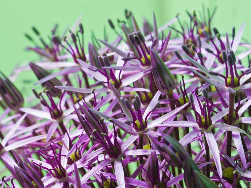 Allium christophii virágai közelről