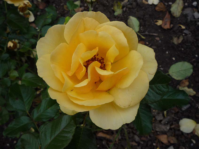Amber queen