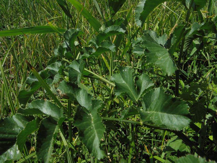 Angelica archangelica subsp. archangelic