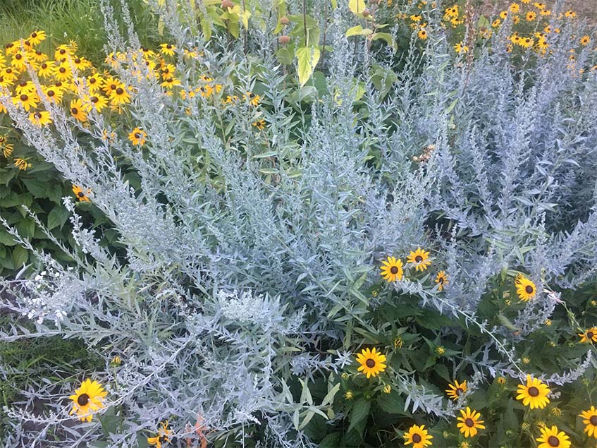Artemisia-Rudbeckia
