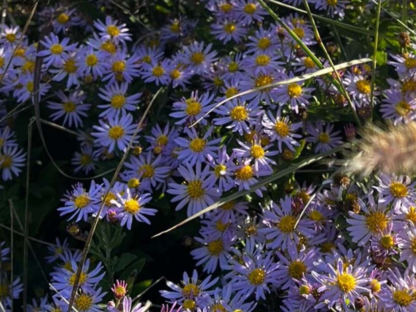 Aster ageratoides