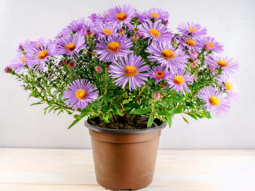 Aster amellus