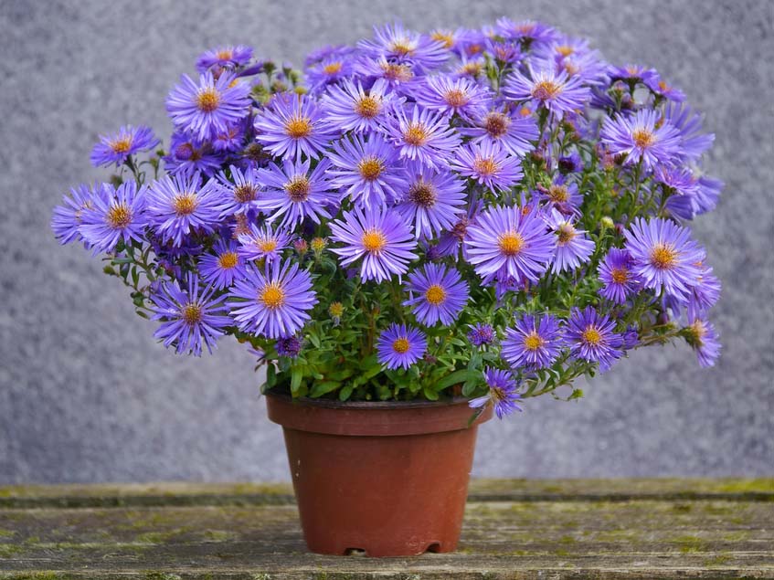 Aster dumosus