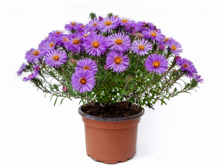 Aster ericoides