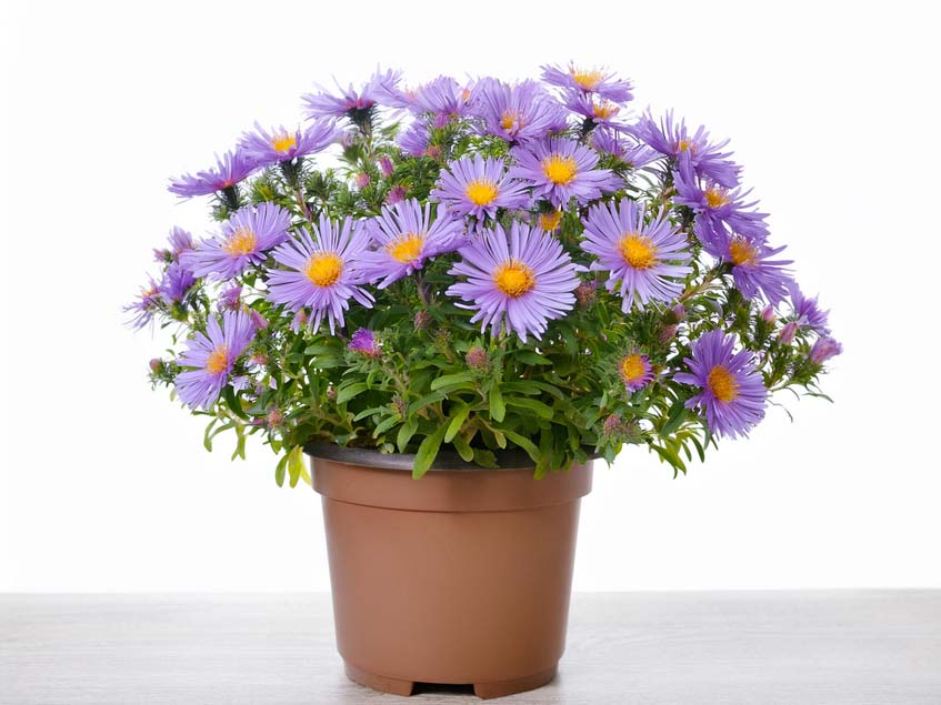 Aster novae angliae