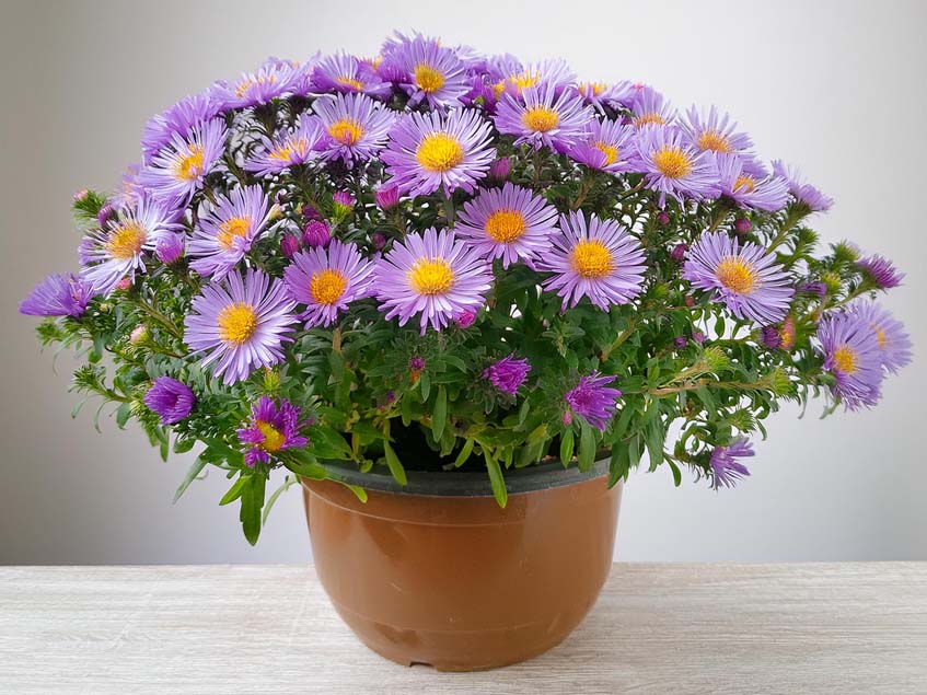 Aster novi belgii