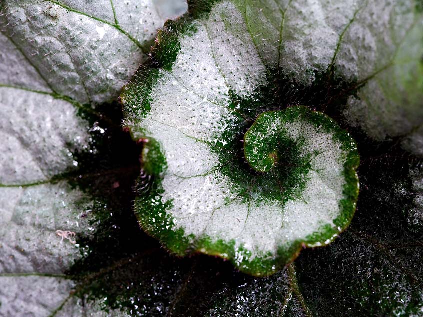 Begonia 'Escargo'