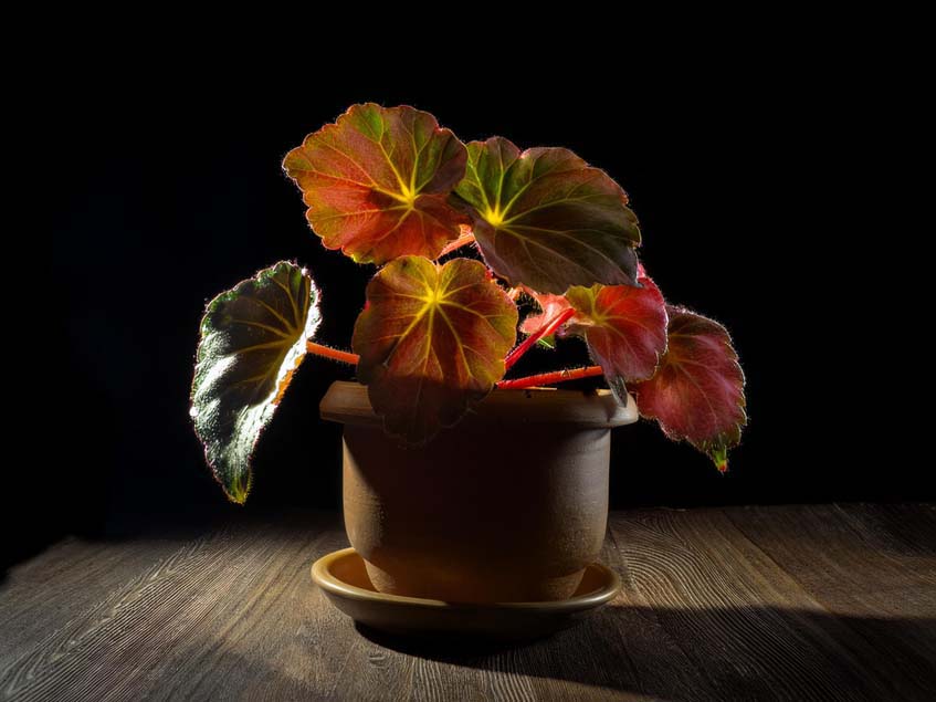 Begonia bowerae