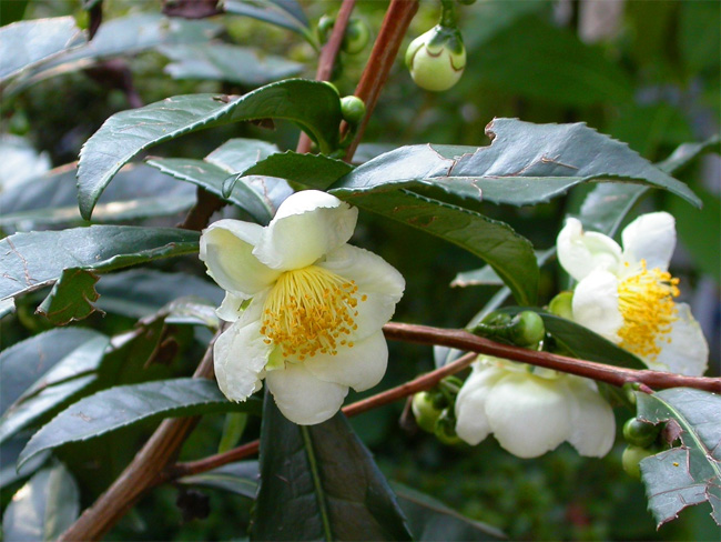 Camellia sinensis virága