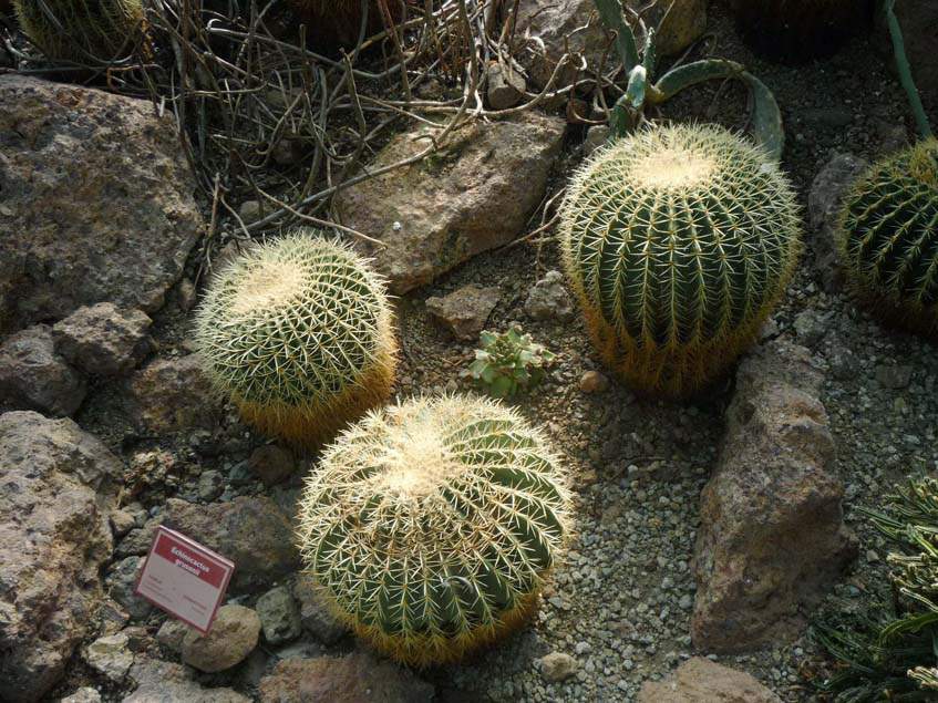 Echinocereusok a scönbrunni Sivatagházban