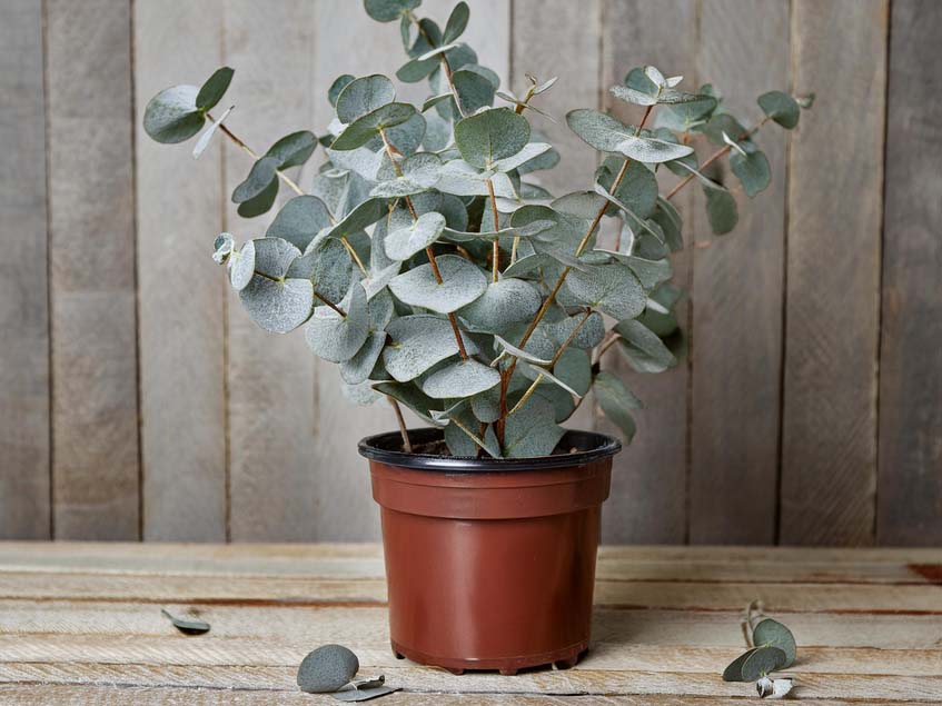 Eucalyptus gunnii 'Azura'