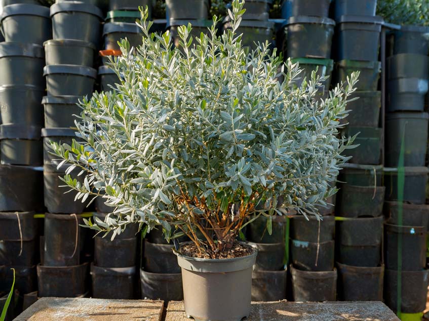 Eucalyptus gunnii 'France Bleu'