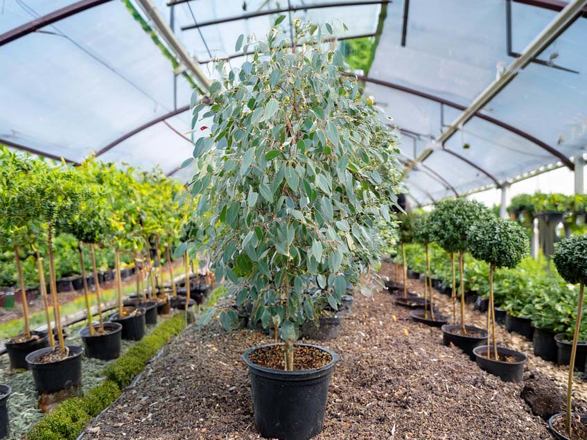 Eucalyptus gunnii 'Silverana'