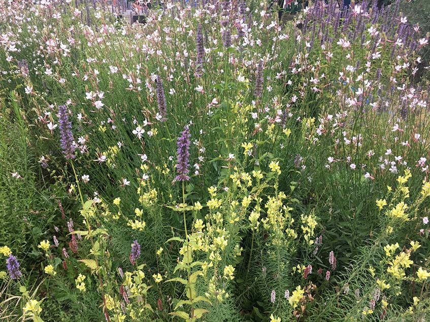 Gaura-Linulária-Agastache