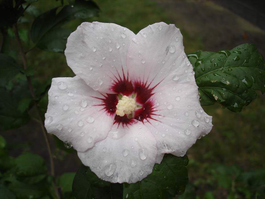 Hibiscus syriacus Red Heart (triploid)