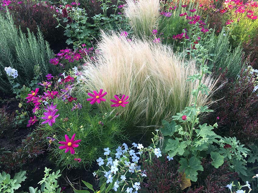 Cosmos-Nicotiana-Stipa-Rosmarinus