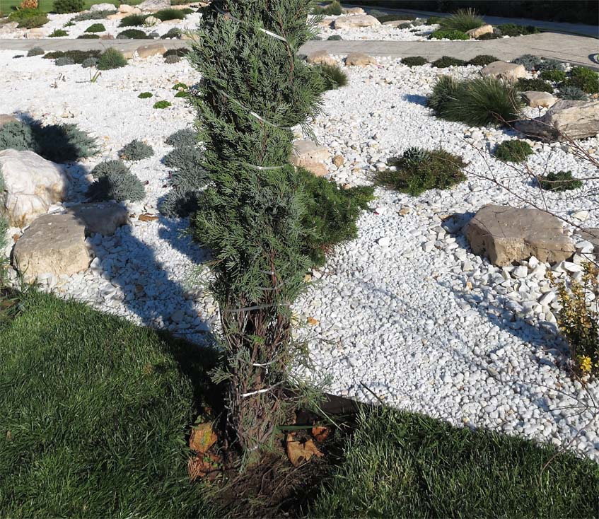 Juniperus virginiana 'Skyrocket'