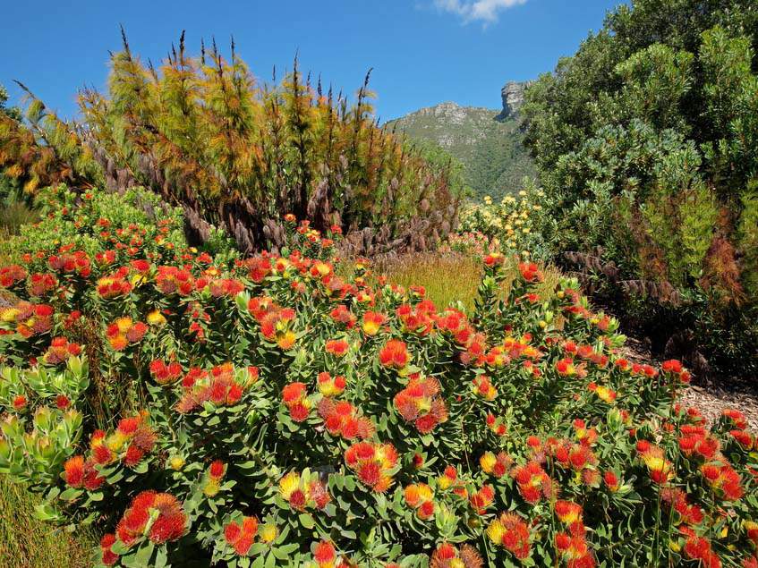 Kirstenbosch Nemzeti Botanikuskert
