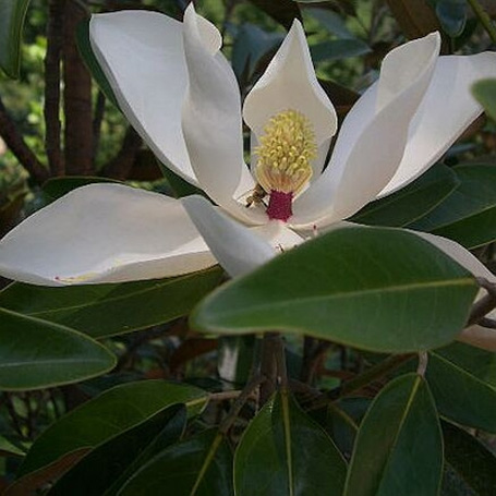Magnolia grandiflora TMGH Alta