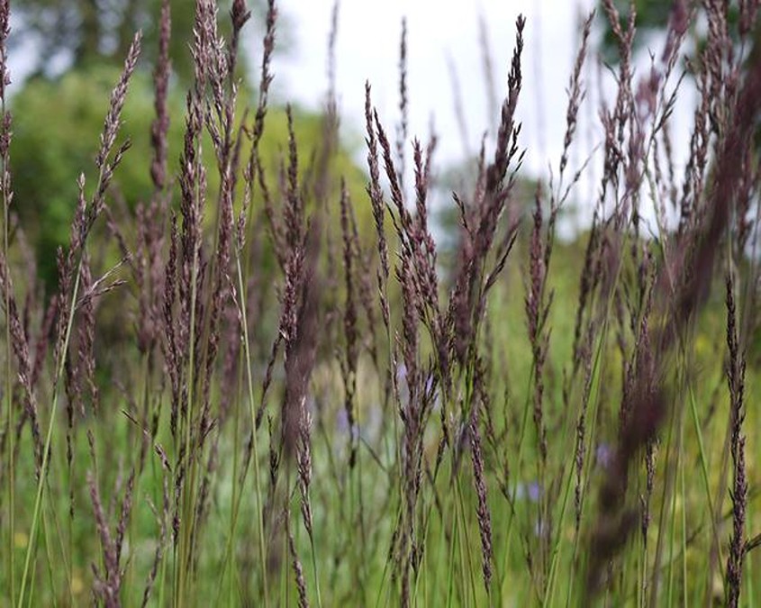 Molinia caerulea 'Edith Dudszus'