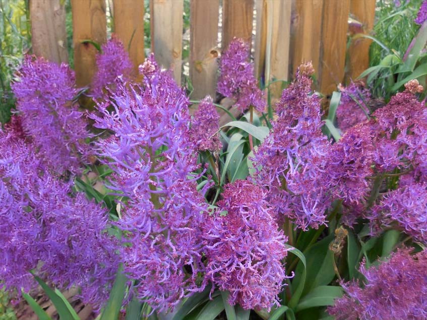 Muscari comosum 'Plumosum'