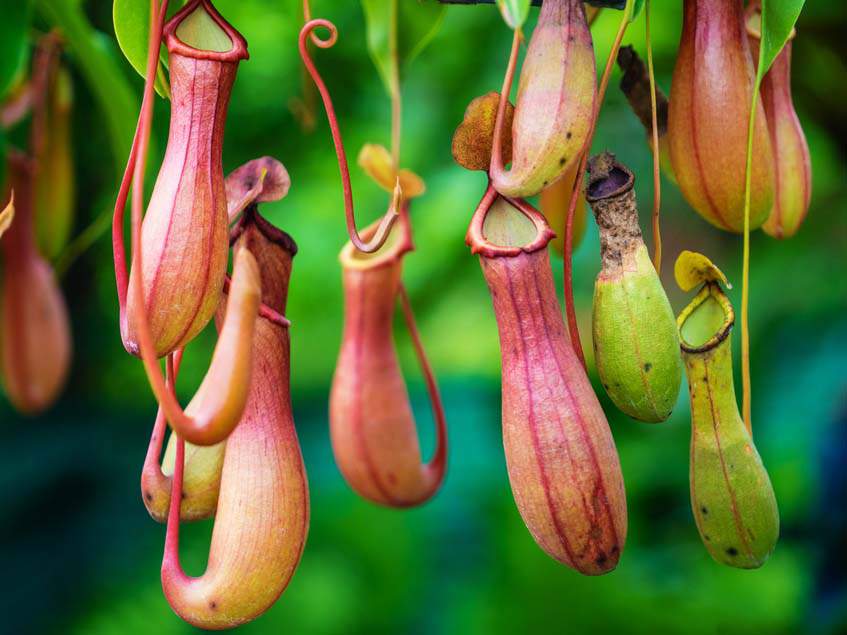 Nepenthes