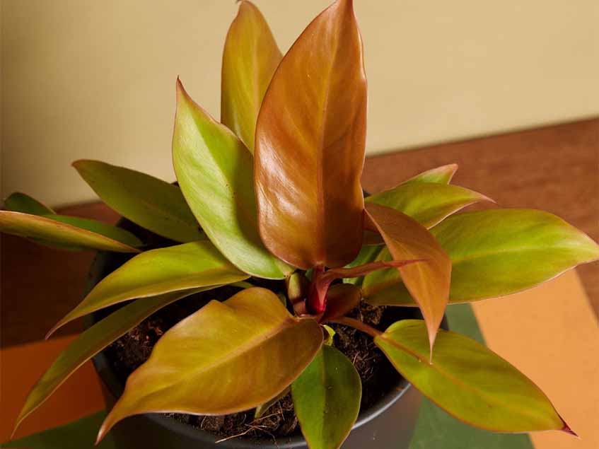 Philodendron hybrid 'Prince of Orange'