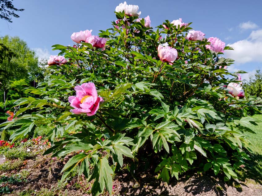 Paeonia suffruticosa