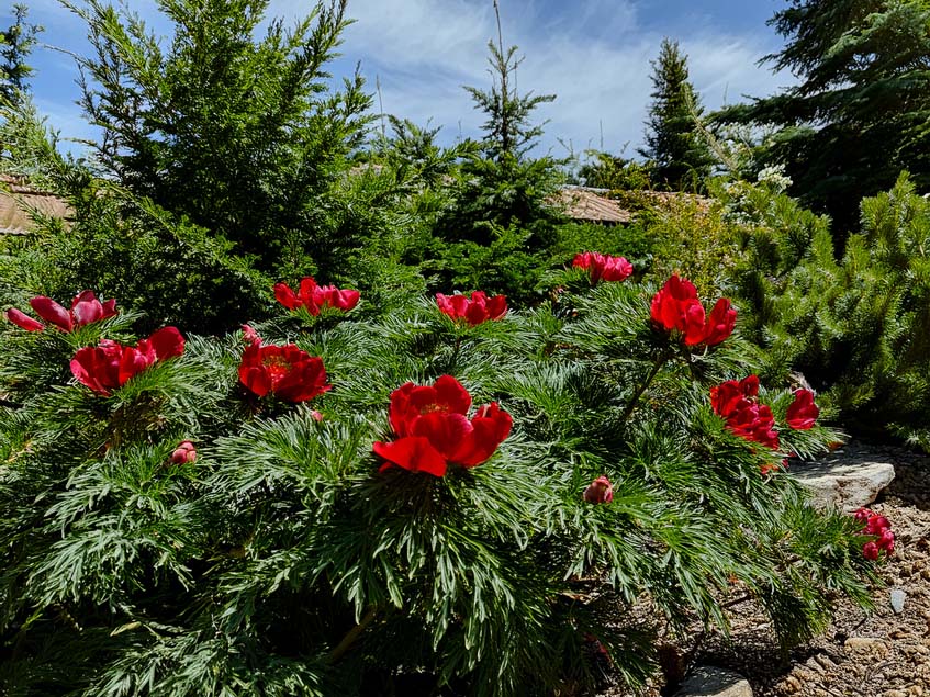 Petunia tenuifolia
