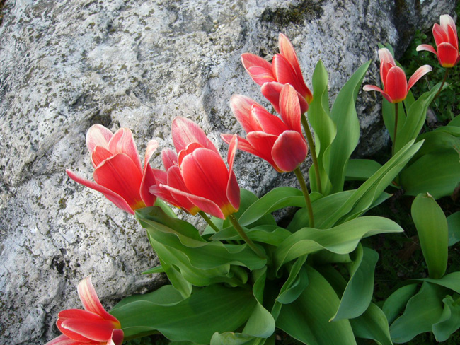 botanikai tulipánok