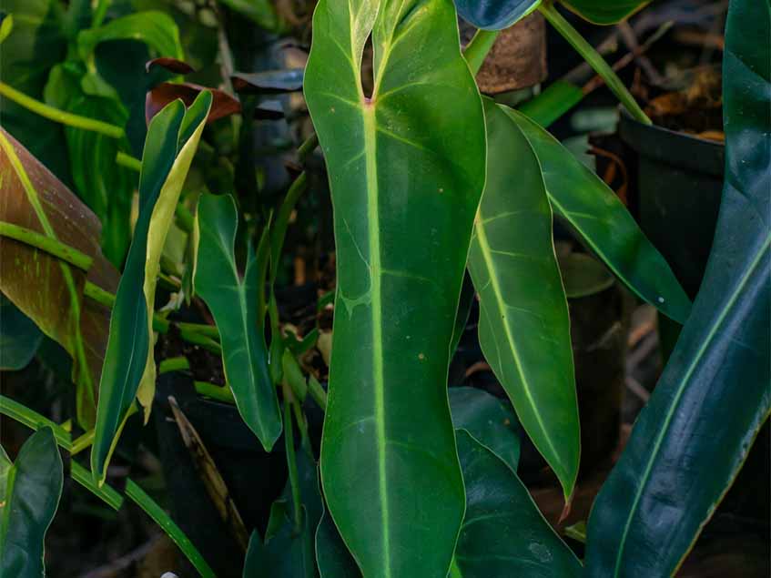 Philodendron spiritus-sancti