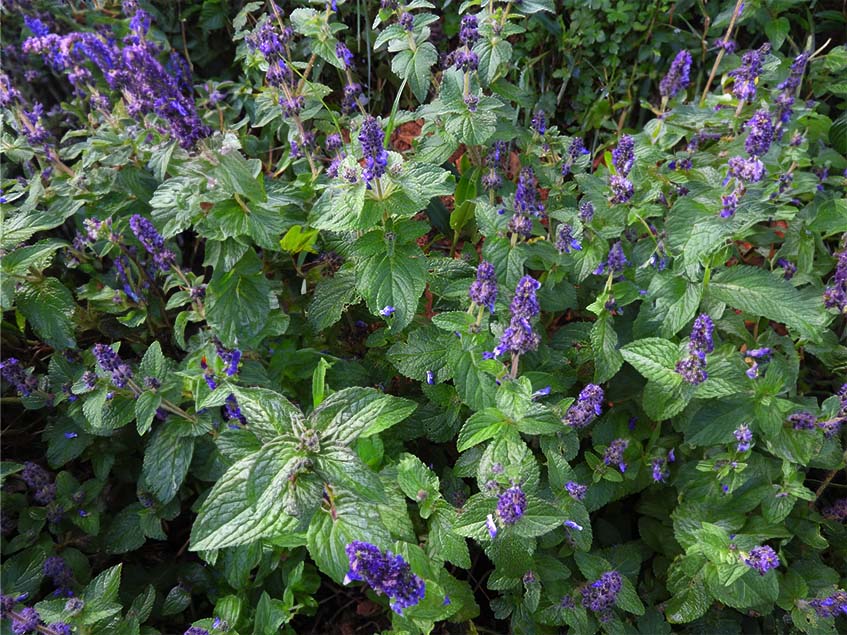 Plectranthus barbatus