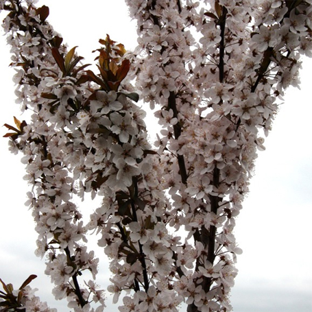 Prunus cerasifera Crimson Pointe