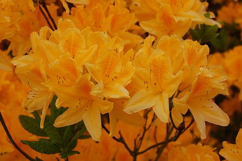 Rhododendron Anthony Koster