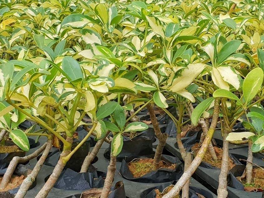 Schefflera variegata