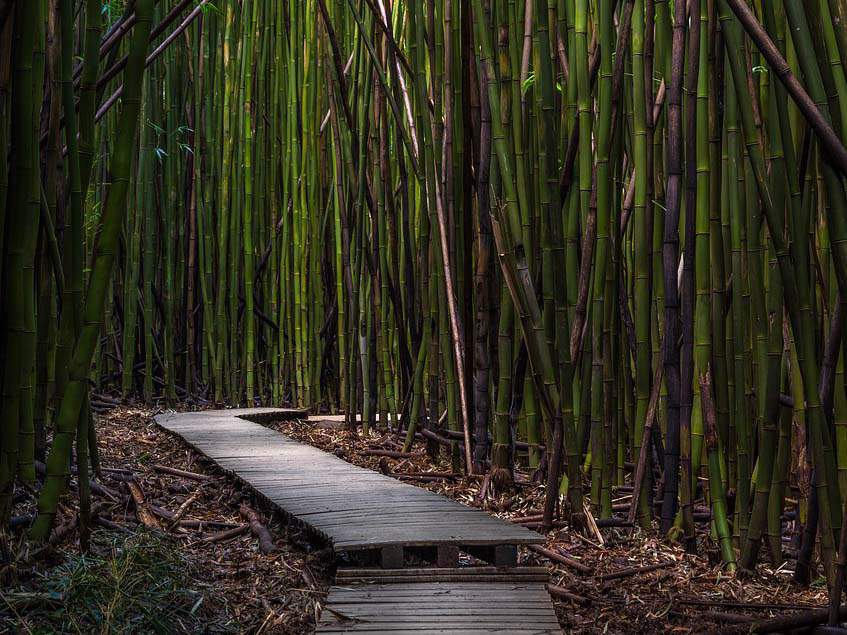 bambuszerdő