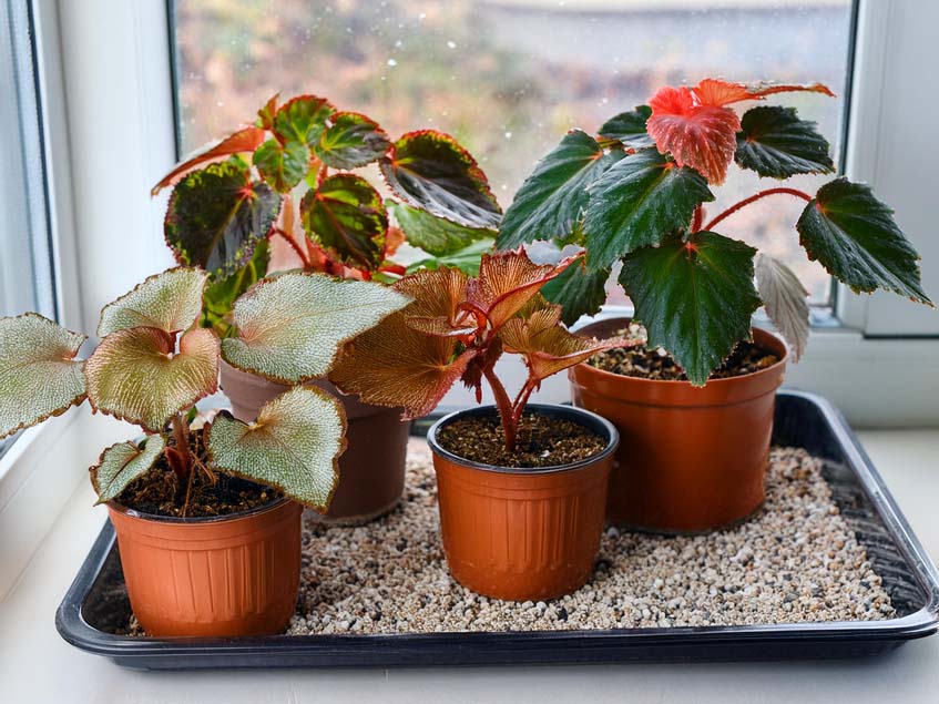 begonia tálcán