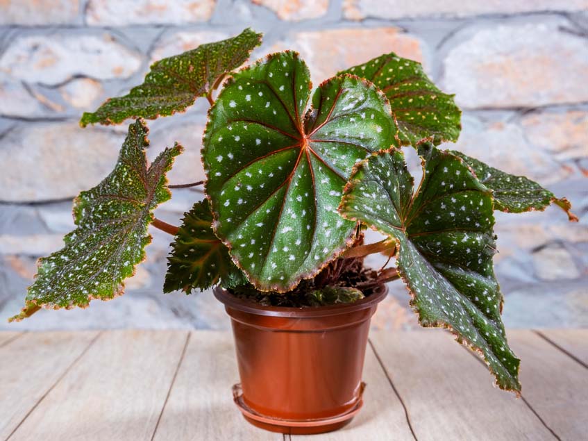 Begonia corallina