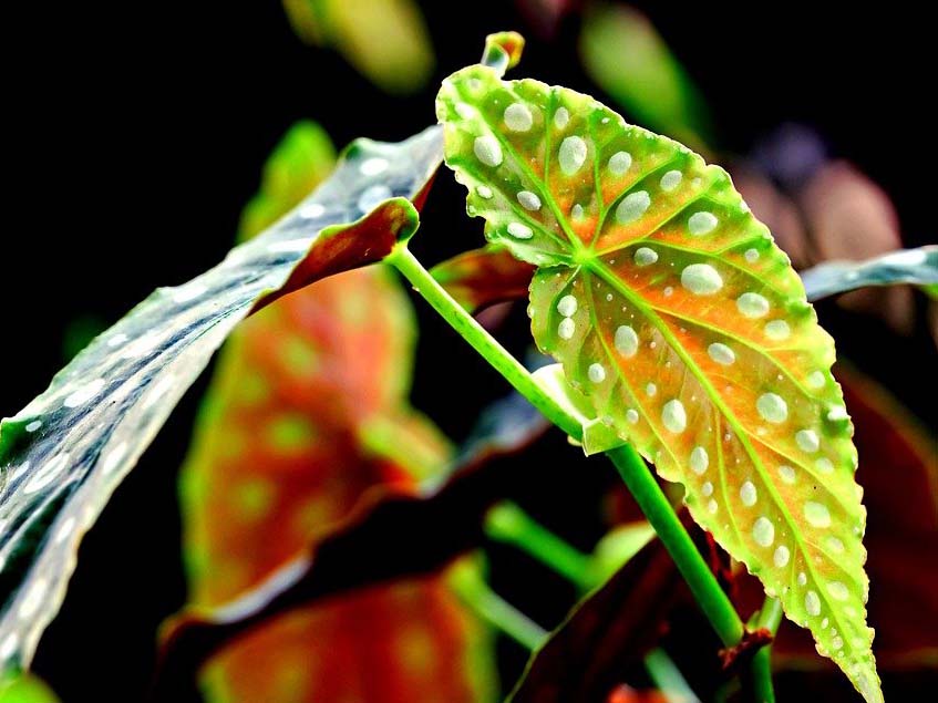 Begonia maculata