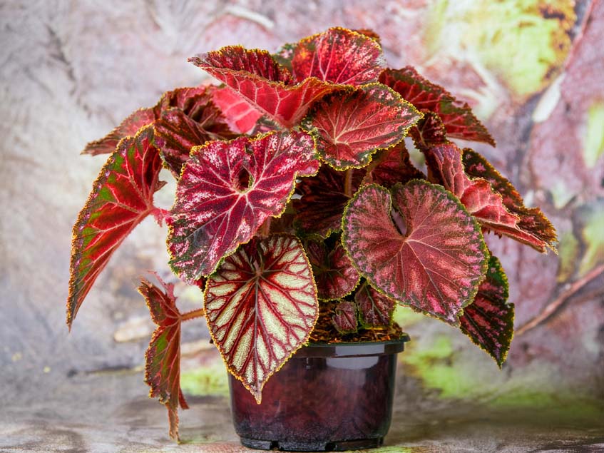 Begonia rex