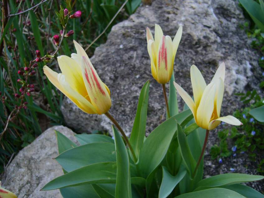 botanikai tulipánok