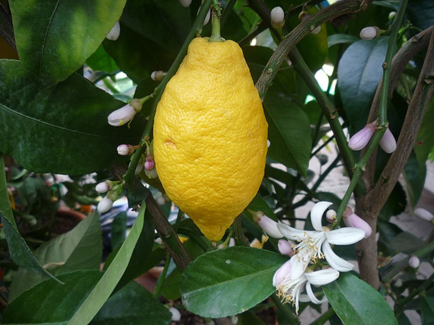 virágzó, terméses citrom