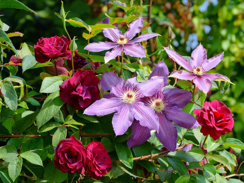 Clematis - rózsa társítás