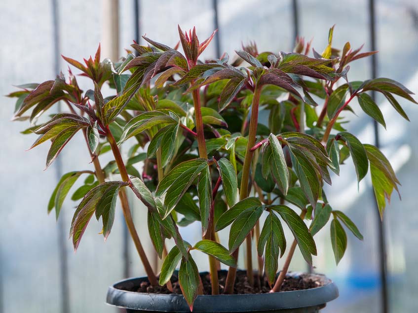 cserepes Peonia