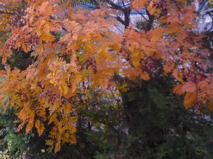 csörgőfa ősszel