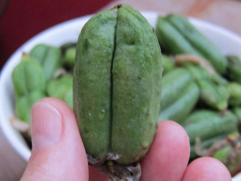 yucca filamentosa ehető termése